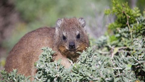 Comparing the Genomes and Family Trees of Lice and Their Mammalian Hosts