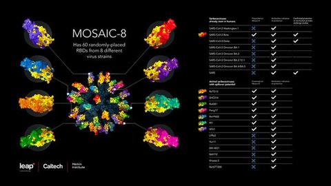 New Vaccine Offers Protection Against a Variety of SARS-Like Betacoronaviruses