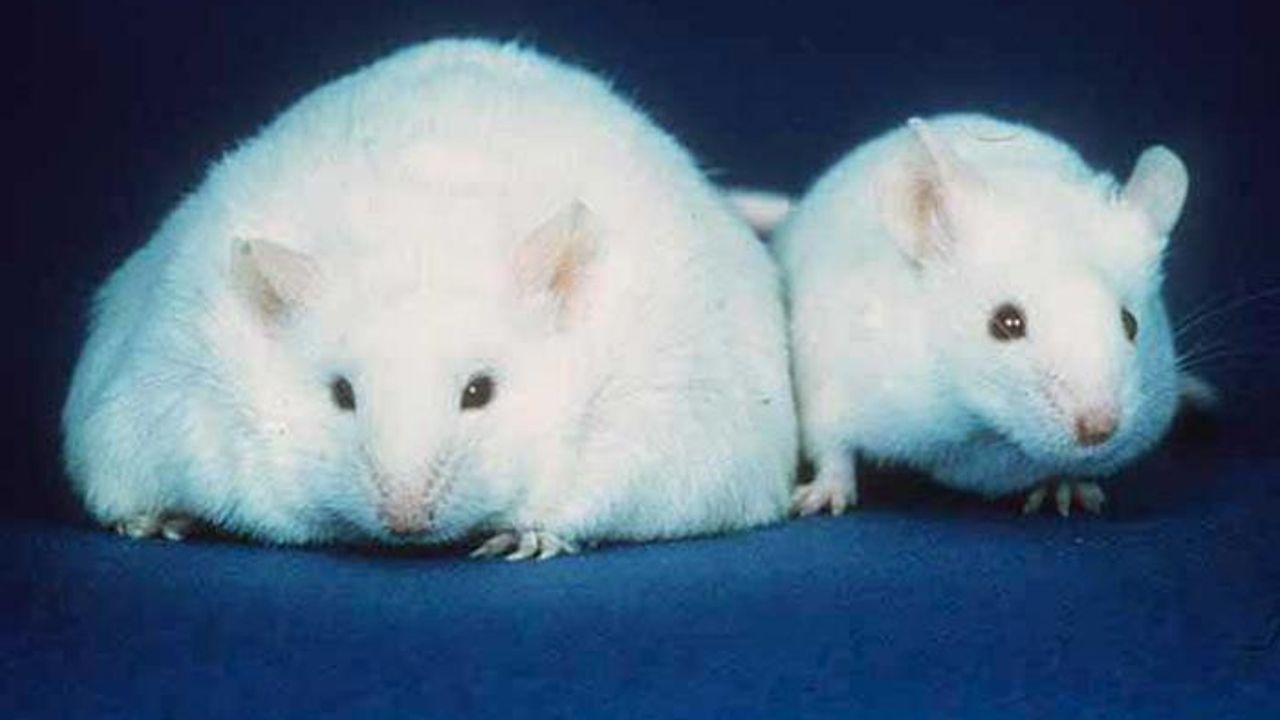 Obesity and Type 2 Diabetes Prevented by a Rhythmic Gut Microbiome