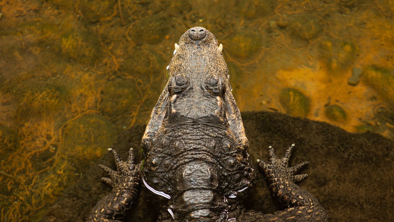 Crocodile Ears: Why Reptilian Hearing Stays Sharp Throughout Life