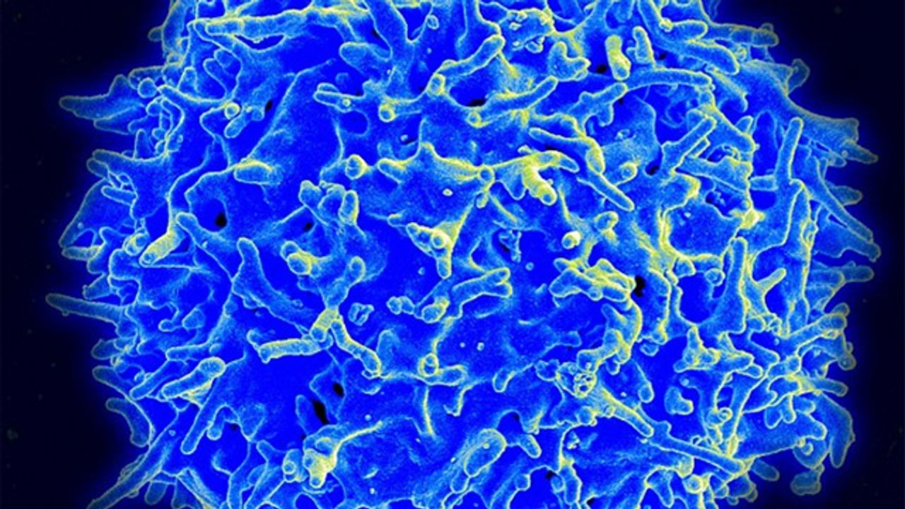 A Healthy Human T cell