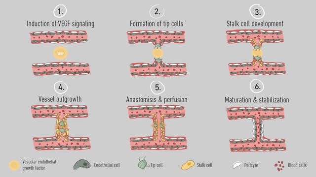 A graphic outlining the six stages of angiogenesis. 