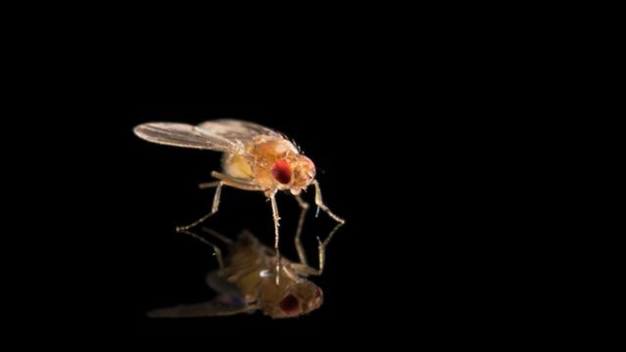 Selfish “Supergene” Skews Genetic Inheritance