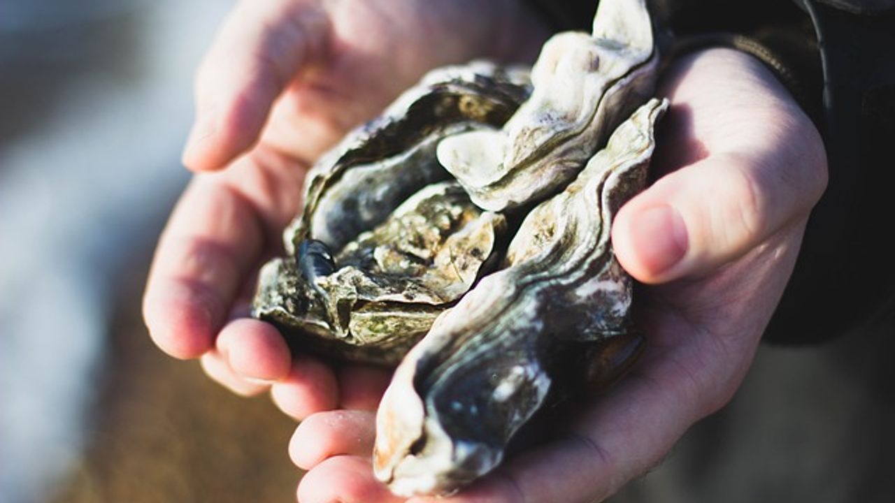 Toxic “Forever Chemicals” Found in Florida's Oysters