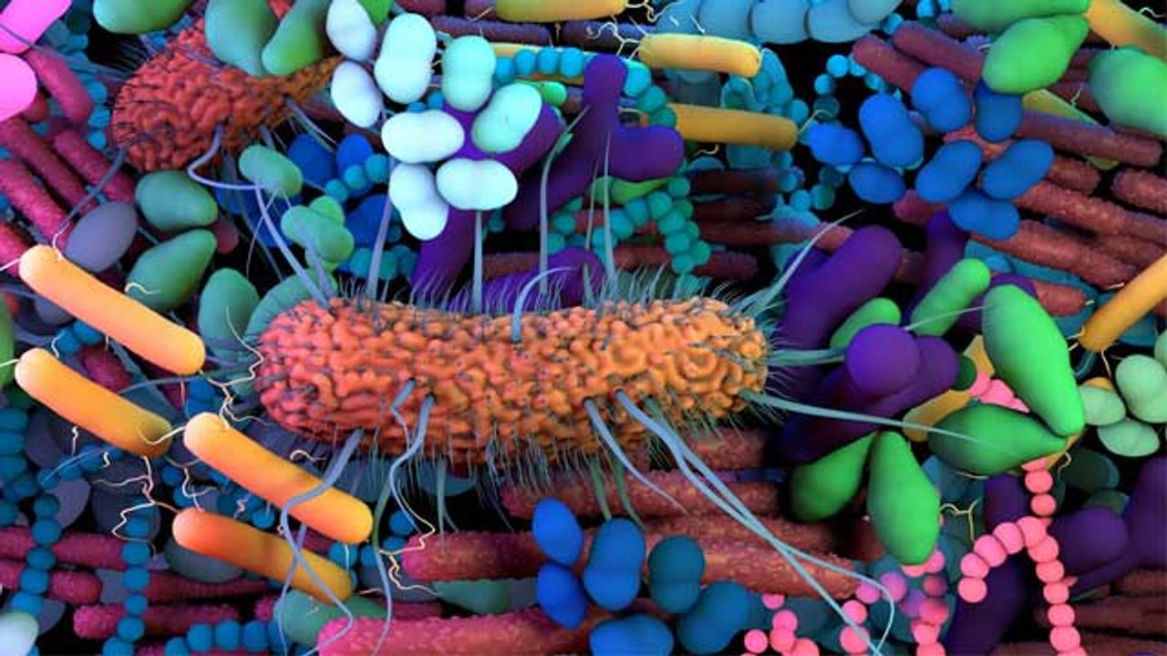 Computer Model Helps To Understand Gut Microbial Communities