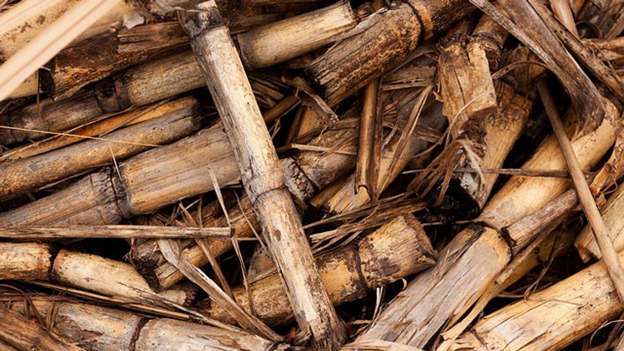 Chemical Tools Give Access to Renewable Plant Energy