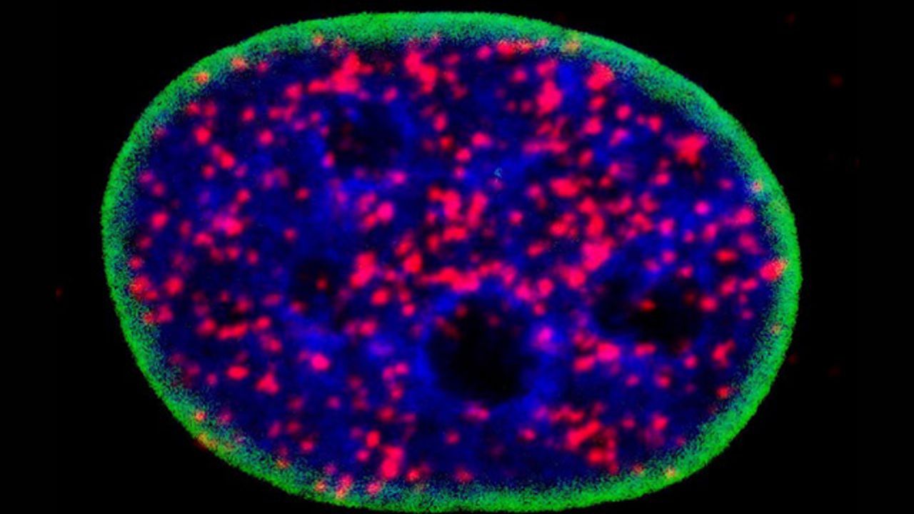 Two Major Cancer Drivers Unexpectedly Work In Concert, Says Study