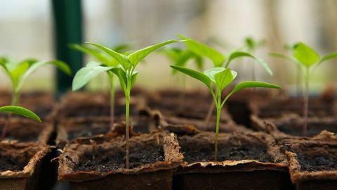 Molecules That Drive Critical Plant Immunity Identified