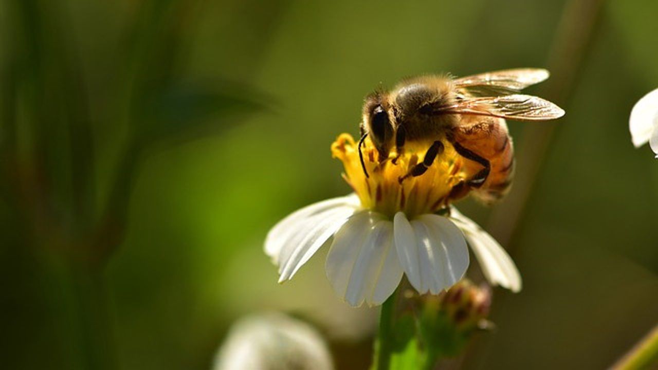 Bees' "Waggle Dance" May Help Robots Communicate