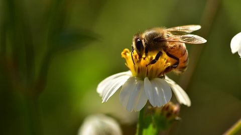 Bees' "Waggle Dance" May Help Robots Communicate