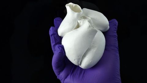 Biohybrid Model of Human Ventricles Developed
