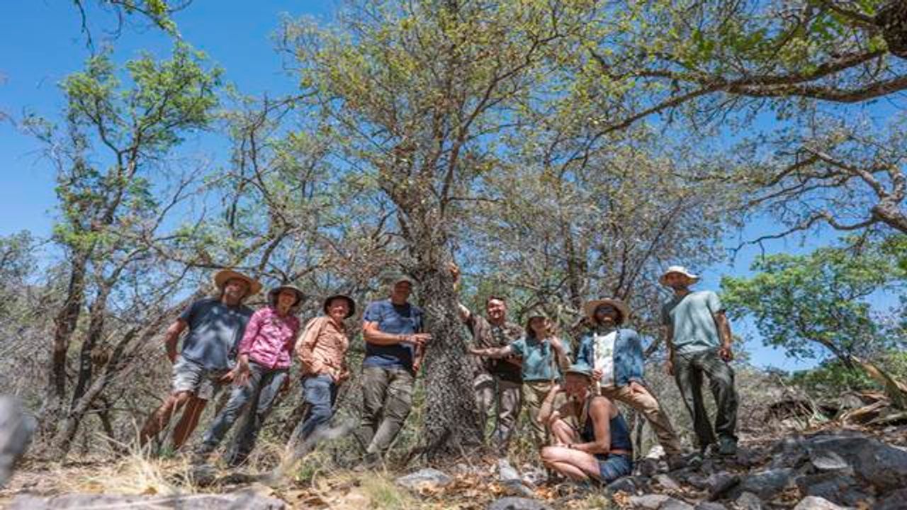 “Extinct” Oak Tree Is Rediscovered