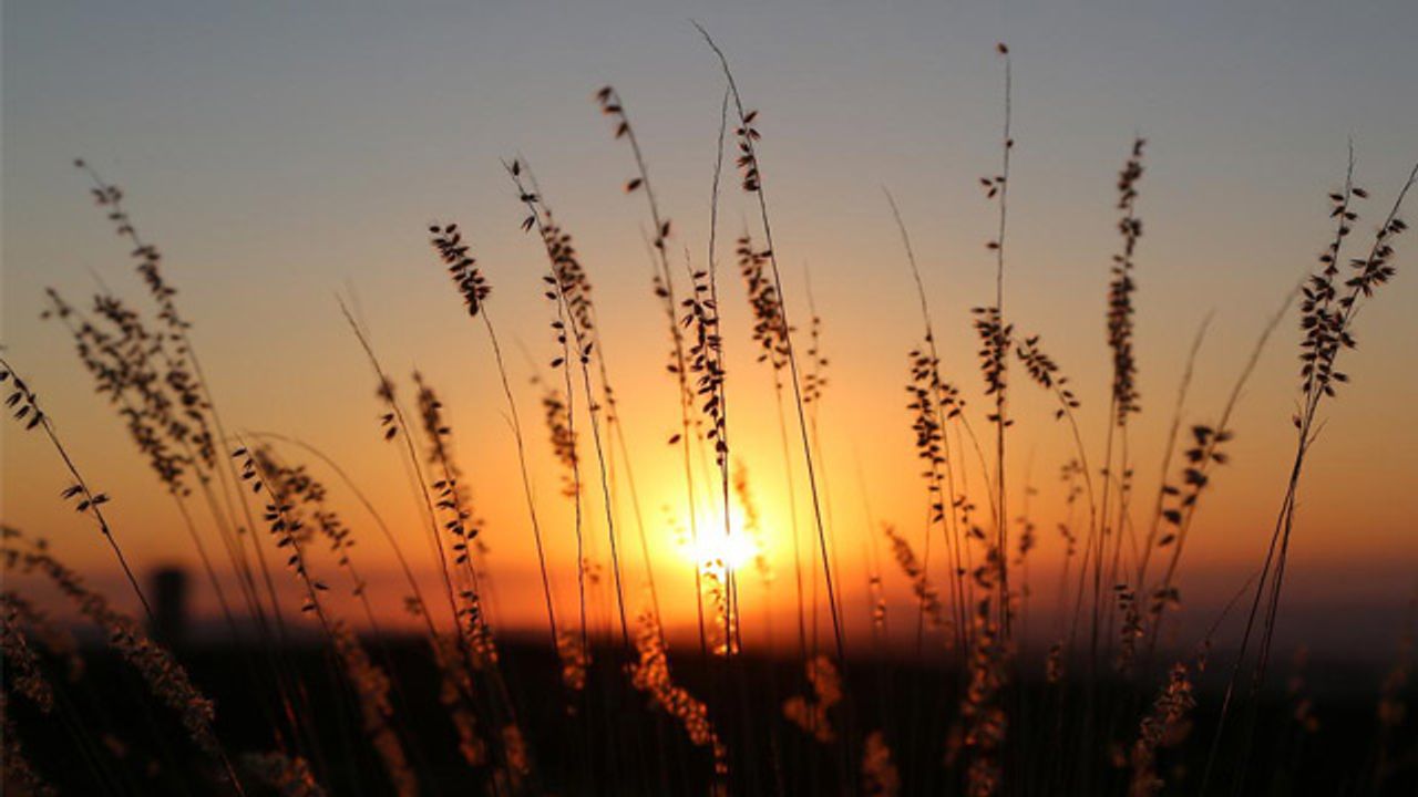 Increased Genome Copies in Switchgrass Linked to Climate Flexibility and Adaptation