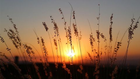 Increased Genome Copies in Switchgrass Linked to Climate Flexibility and Adaptation