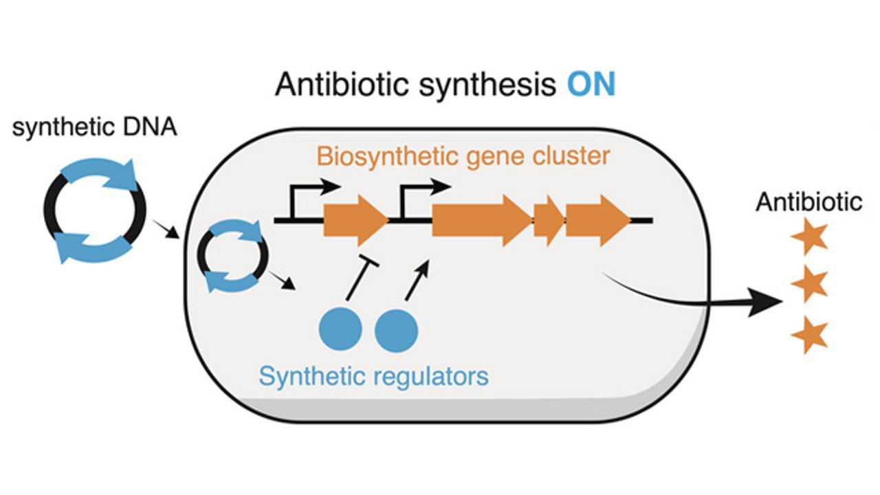 “Silent” Genes in Bacteria May Hold Key for New Antibiotics