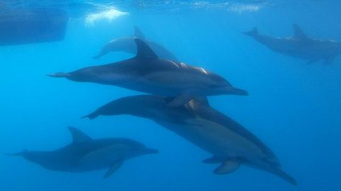 Major Dolphin DNA Study Calls for Conservation Efforts To Maintain Diversity