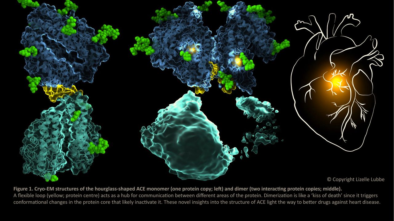 The First Cryo-EM Structures of Angiotensin-Converting Enzyme Determined