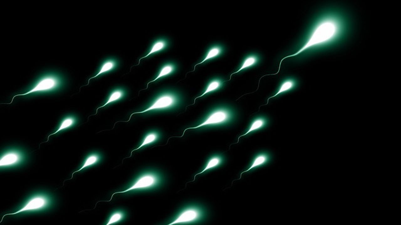 Sperm Are Masters of DNA Packing