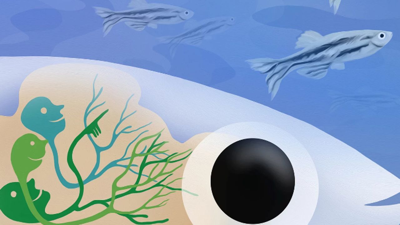 The Specialized Brain Cells That Help Fish Find Their Friends