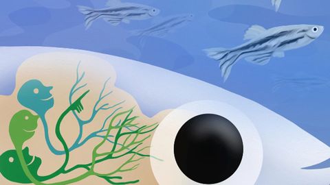 The Specialized Brain Cells That Help Fish Find Their Friends