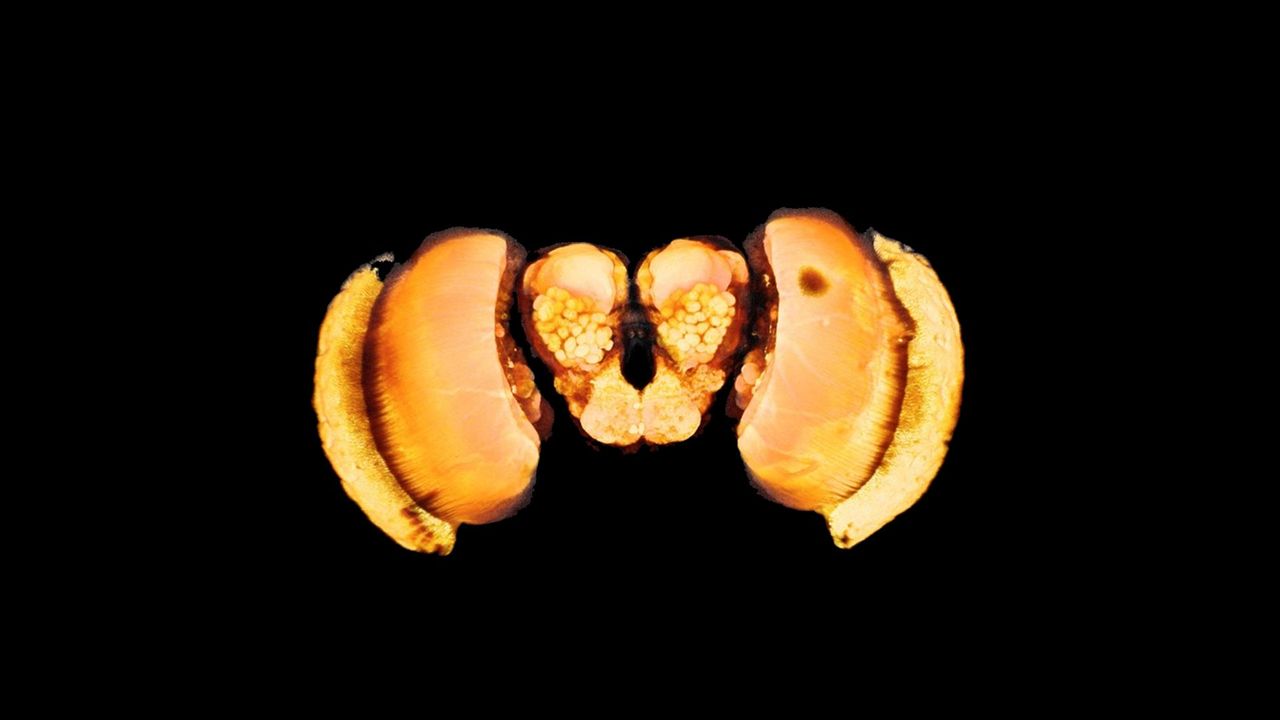 Shifting Habitats Affect the Butterfly Brain