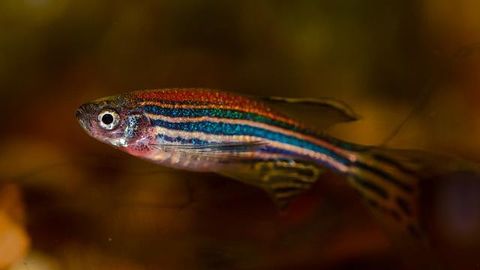 Fish Are Helping Researchers Understand the Origins of How Brains Compute Maths