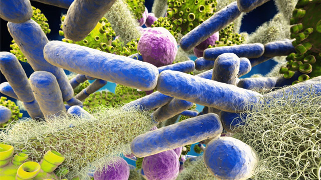 How Gut Microbes Can Evolve and Become Dangerous