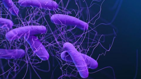 Study Suggests <i>C. difficile</i> Drives Some Colorectal Cancers