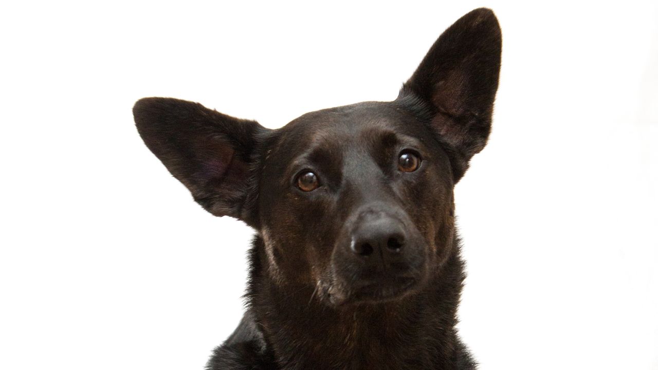 A New Trick: Dogs Can Be Trained To Ponder Their Past