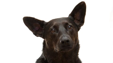 A New Trick: Dogs Can Be Trained To Ponder Their Past