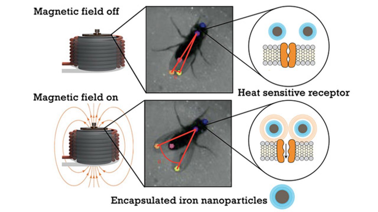 Wireless Tech Activates Brain Circuits in Less Than a Second