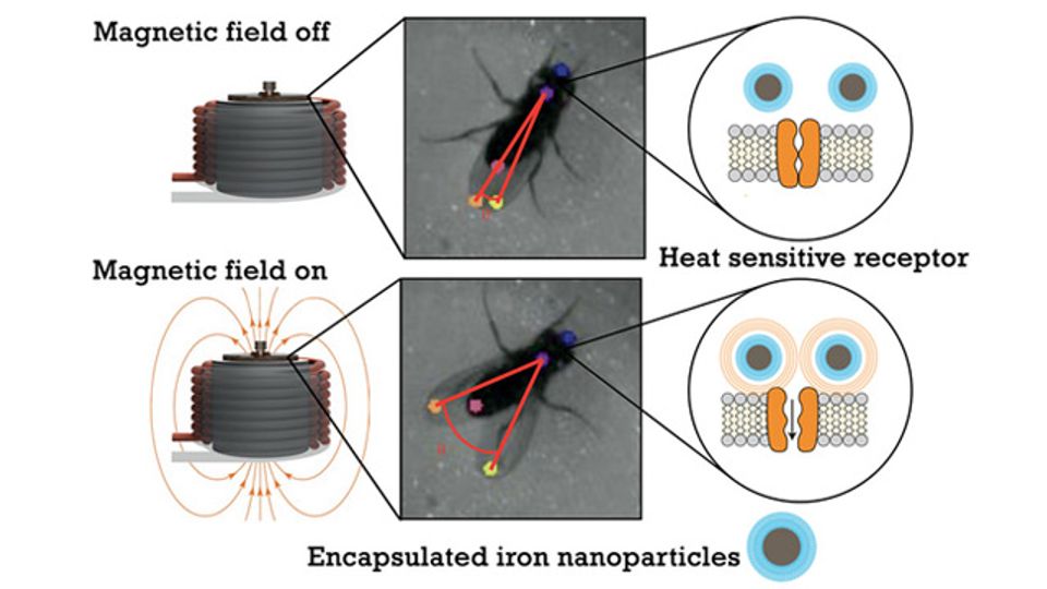 Wireless Tech Activates Brain Circuits in Less Than a Second content piece image