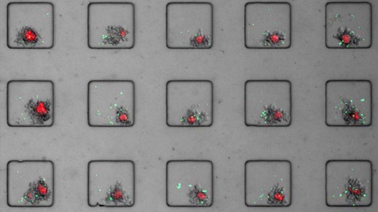 Pre-Clinical Screening Technology Increases Cancer Test Numbers