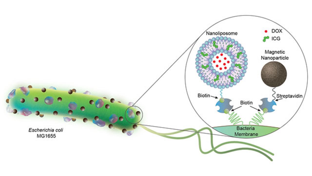 Bacteria-Based Microrobots Could One Day Battle Cancer