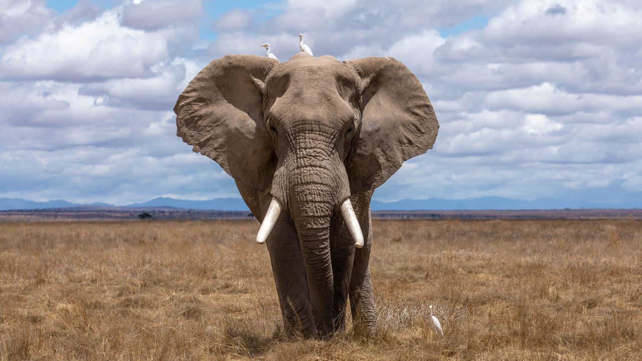 Elephant DNA Offers New Insights for Cancer Research