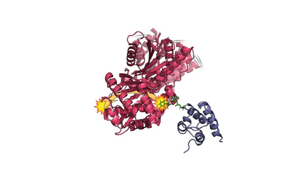 Wobbles, Shakes and Quivers Central to Protein Function