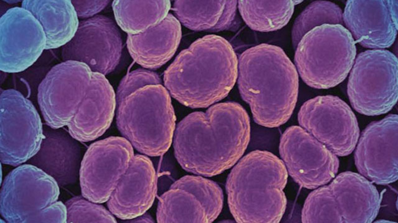 Do We Have Gonorrhea To Thank for Our Grandparents?