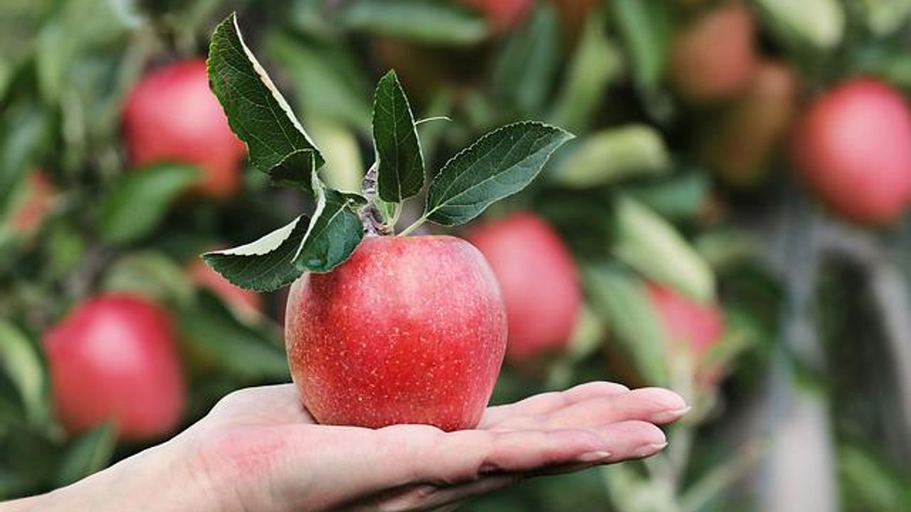 Mobile Phone Device Measures Food Spoilage With Ease