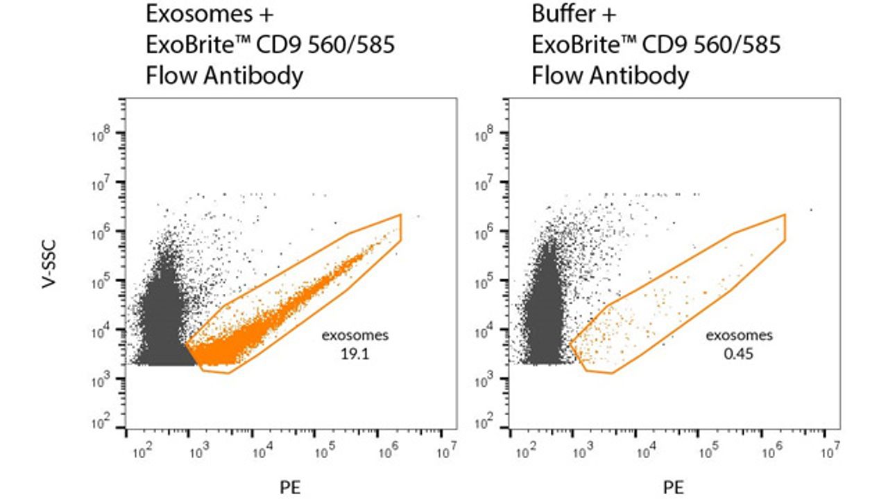 Biotium Introduces New Line of Antibodies for Exosome Detection