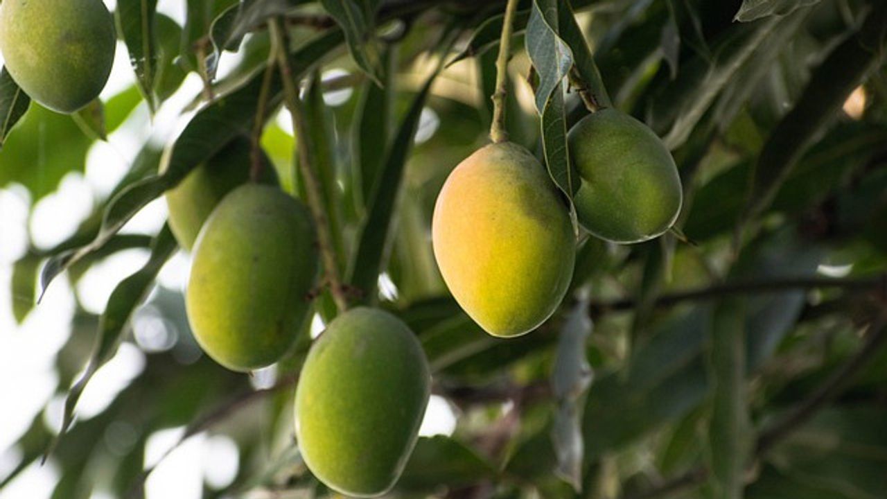 How Well Are We Progressing Towards Eco-Friendly Pest Management?