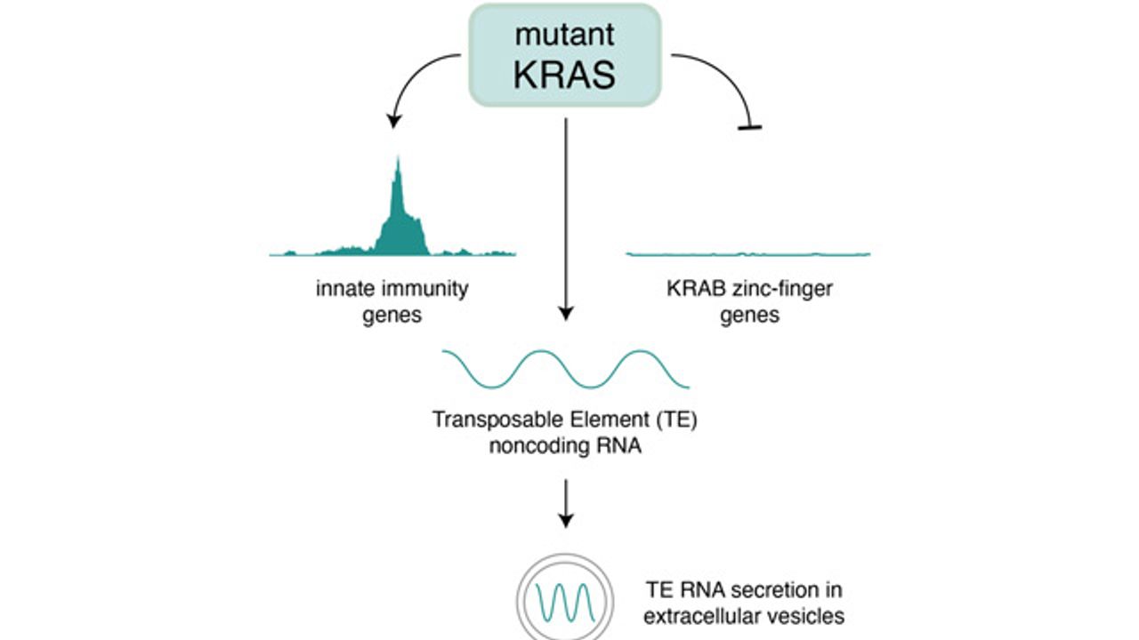 Common Cancer Gene Regulates RNA “Dark Matter”