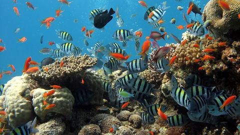 Richest Marine Biodiversity Threatened by Ocean Warming
