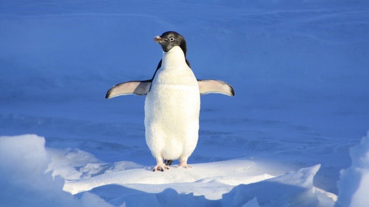 60 Million Years of Penguin Evolution Revealed