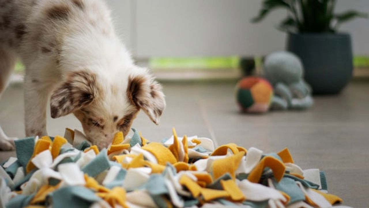 Dogs' Vision and Smell Are Linked in an Unexpected Way
