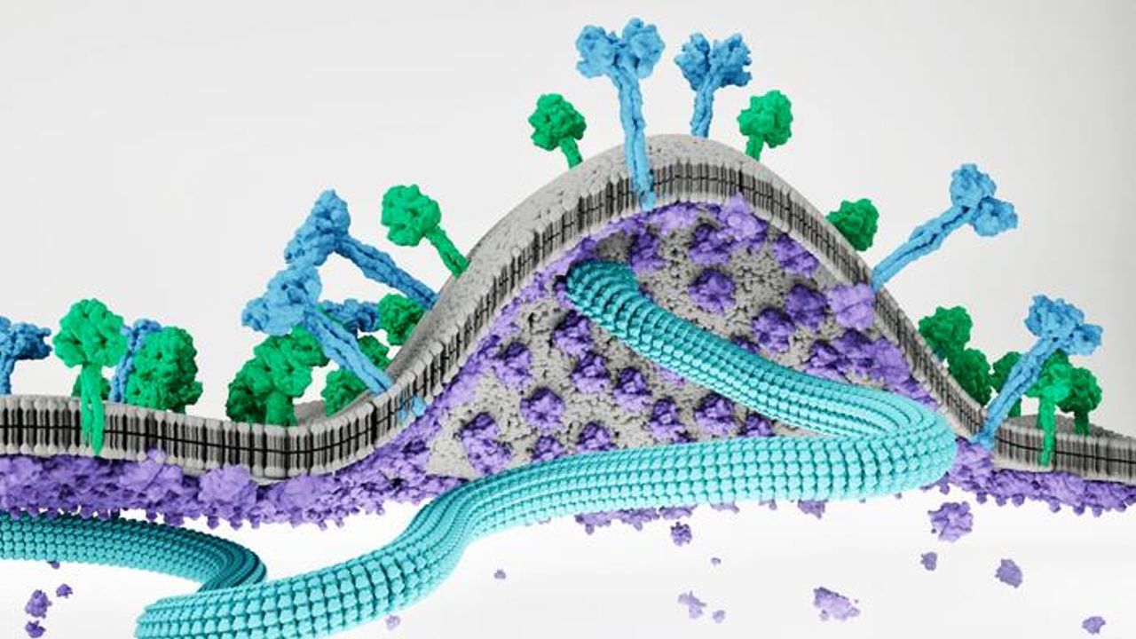 Finding the Brakes for “Budding” Viruses