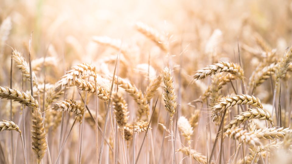 Wheat Yield-Enhancing Gene Discovered content piece image