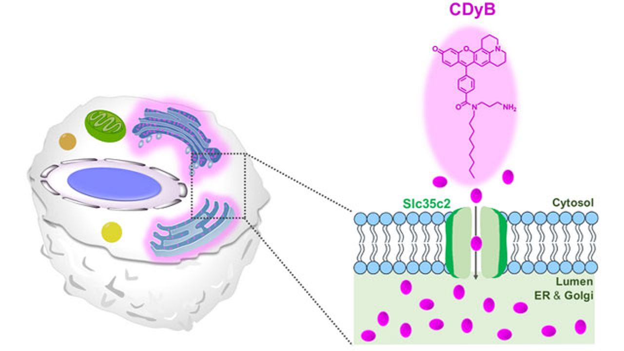 Lighting Up B Cells Helps To Tell Them Apart