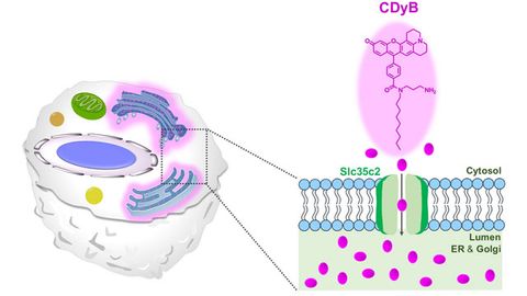 Lighting Up B Cells Helps To Tell Them Apart