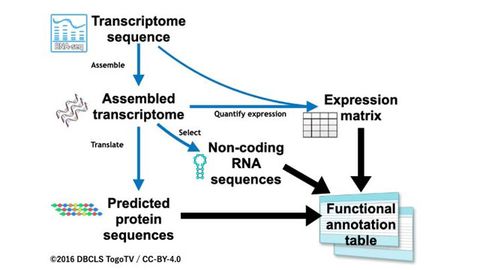 New Workflow for Annotating Gene Function in Insects