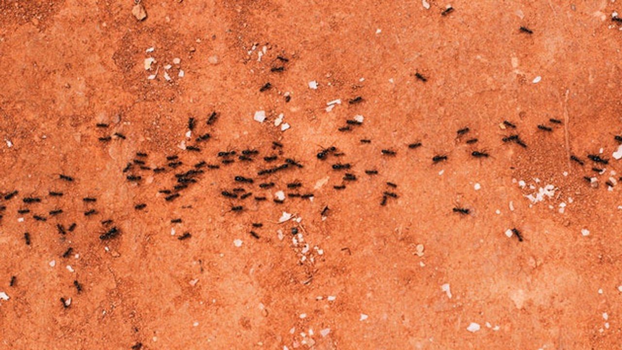 Ant Colonies Make Decision Like Neural Networks